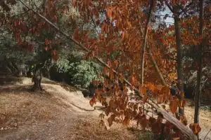 Postal de los senderos de Mallorca en otoño